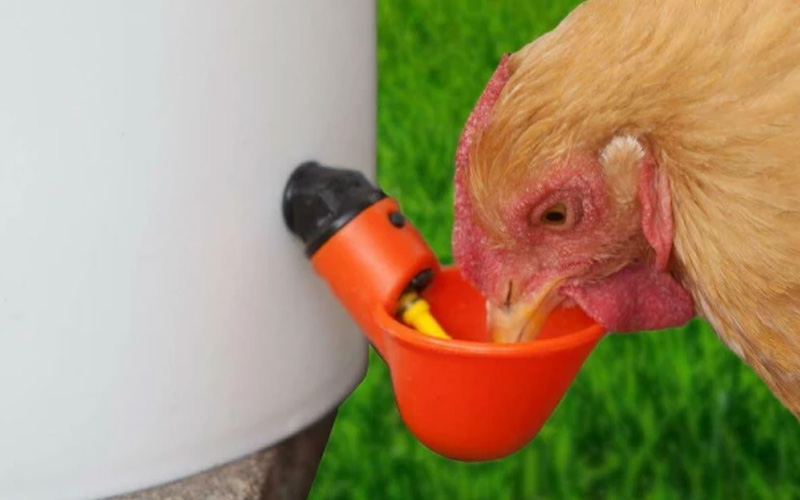 Automatic Chicken Water Cups For Buckets & PVC Pipes