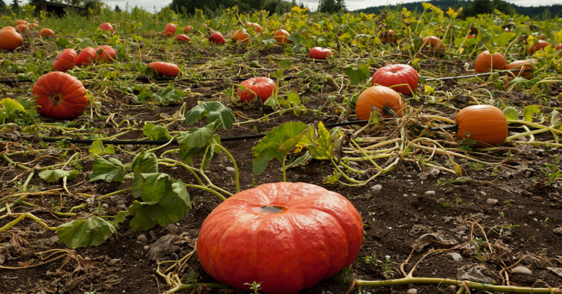 4 Tips To Cook And Grow Cinderella Pumpkins In Your Own Home