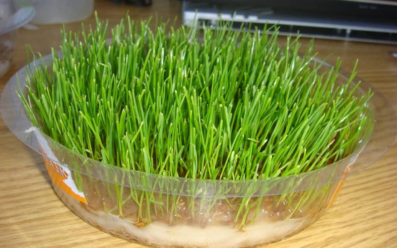 How To Grow Timothy Grass