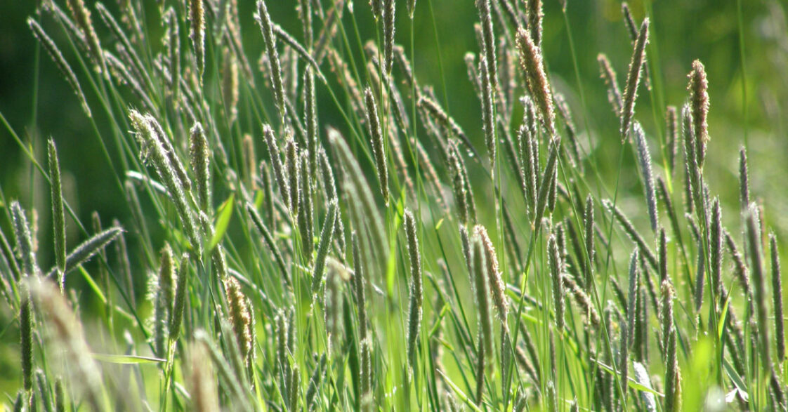 Timothy Grass Guide To Get More Yield With Max Benefits