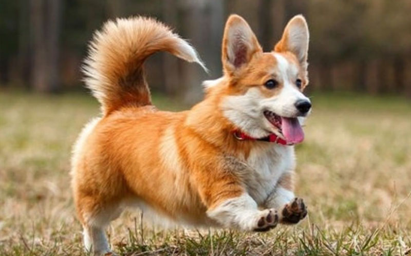 fluffy corgi training