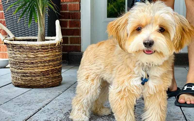 Morkie poo best sale for sale