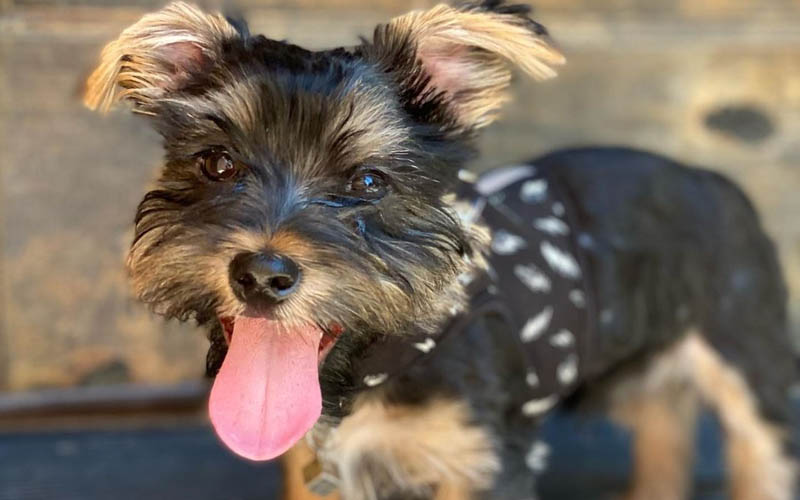 Black morkie hot sale haircuts