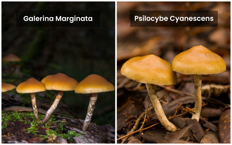 Galerina-Marginata-and-Psilcocybe-Cynaescens