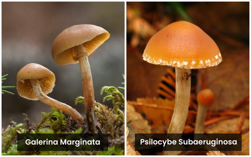 Galerina-marginata-vs-psilocybe-subaeruginosa