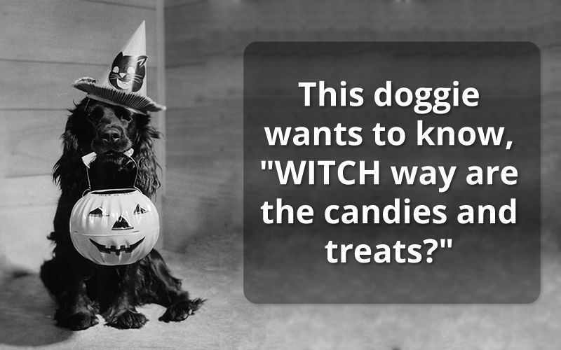 75 Best Halloween Wishes and Spooky Sayings 2023