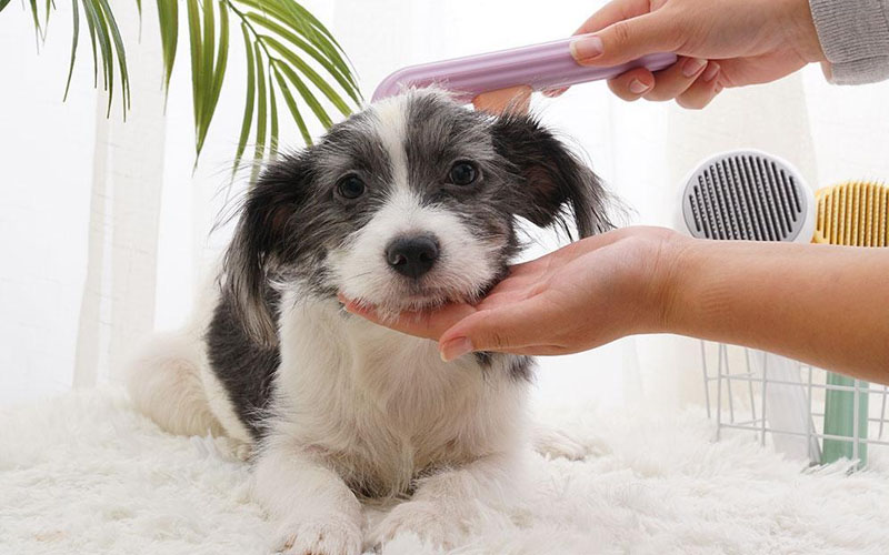 Chargeable Electric Pet Foot Cleaner