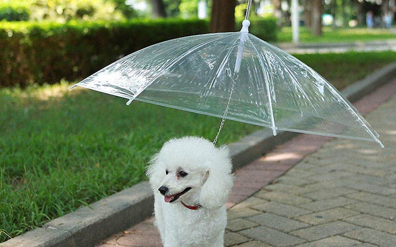 Rainproof Umbrella Dog Leash For Small Dogs