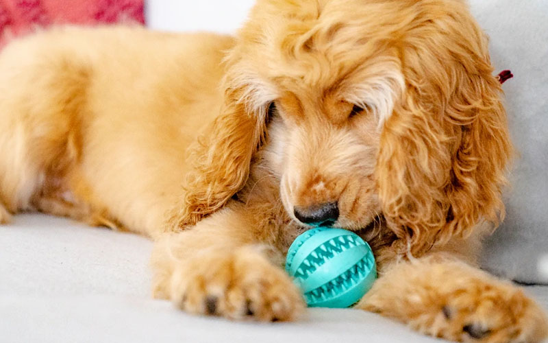 A toothy dog chew toy is an excellent gift for dog lovers