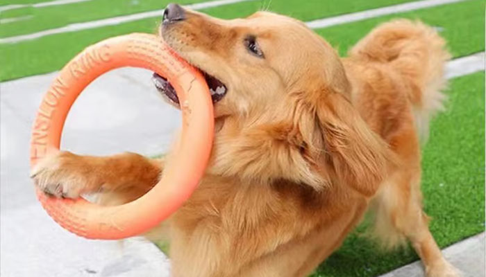 What are Dog Enrichment Toys? — Golden Retriever Life