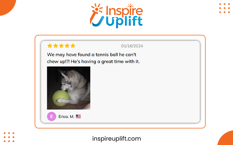 adult golden retrievers review