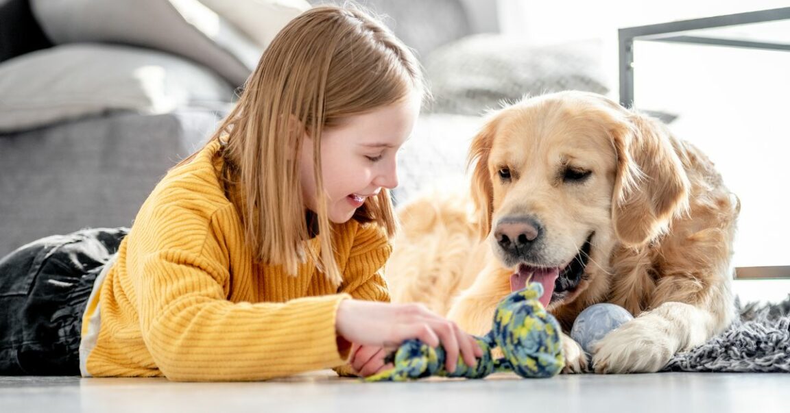 Veterinarian 13 Best Toys For Golden Retrievers