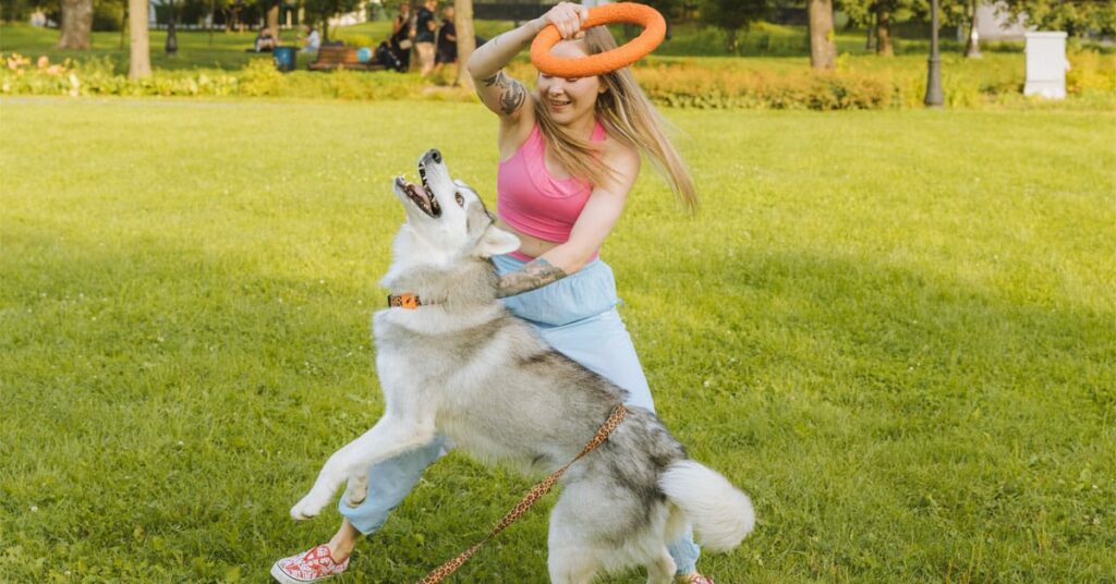 6 Best Toys For Huskies To Keep Them Entertained For Long