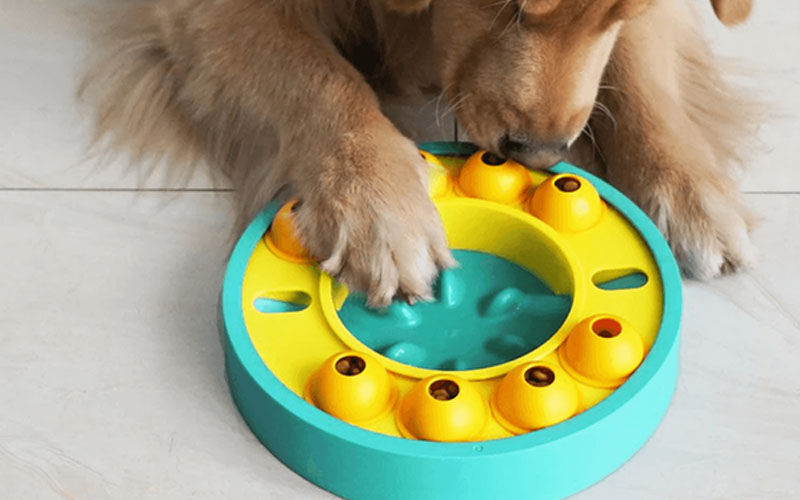 6 Best Toys For Huskies To Keep Them Entertained For Long