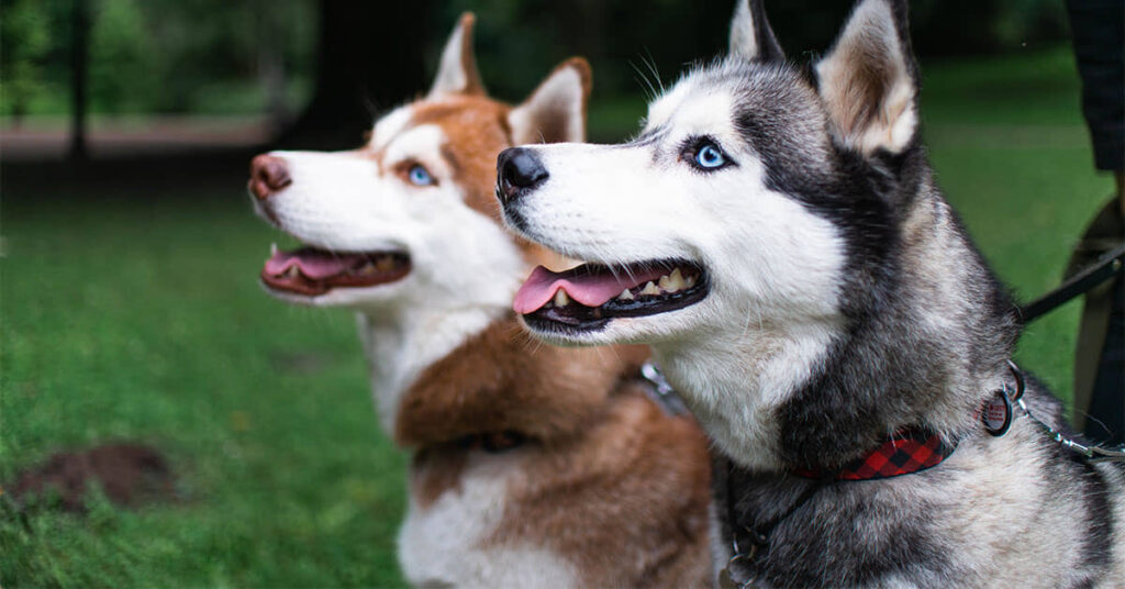 Keep Your Husky Stylish & Safe 8 Best Collars For Husky