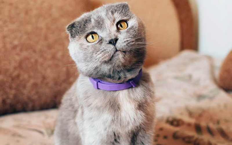 Cat Calming Collar